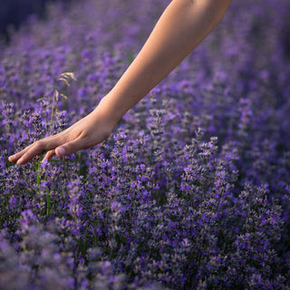 Lavender to the Rescue: 10 Common Pain Points and How It Can Help - Nolava Designs